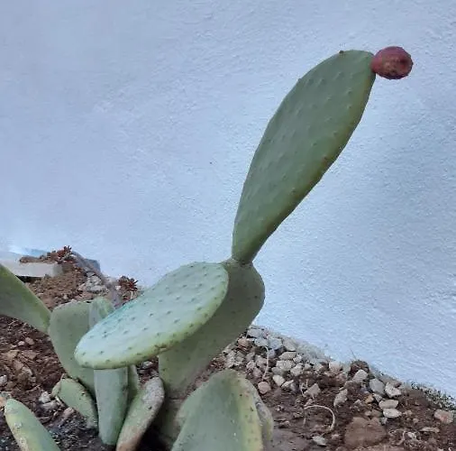 홈스테이 Fortina Mykonos House